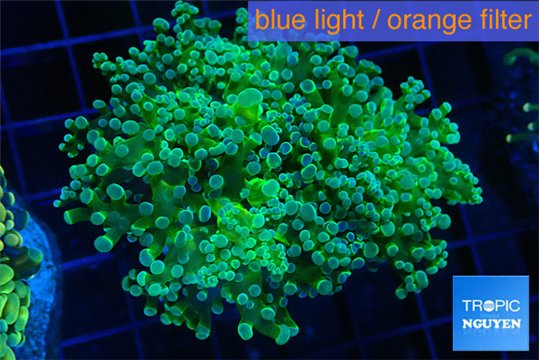 Euphyllia paradivisa green sunset 4-7 cm WYSIWYG acclimaté