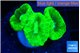 Caulastrea neon green 3-5 cm WYSIWYG acclimaté