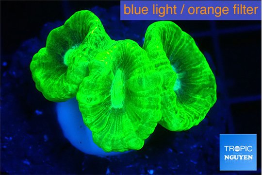 Caulastrea neon green 3-5 cm WYSIWYG acclimaté