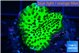 Montipora green 2-4 cm WYSIWYG acclimaté