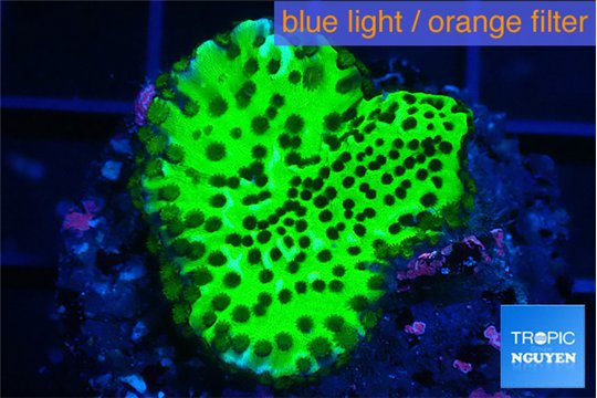 Montipora green 2-4 cm WYSIWYG acclimaté