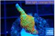 Montipora ref fire forest 2-3 cm WYSIWYG acclimaté