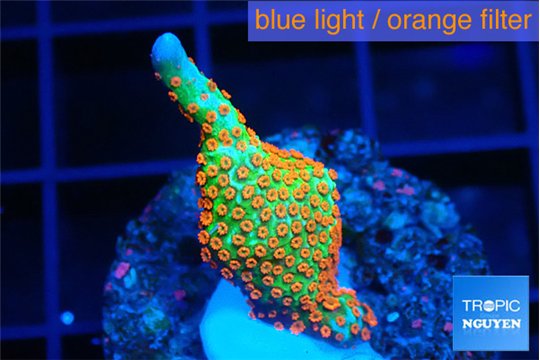 Montipora ref fire forest 2-3 cm WYSIWYG acclimaté