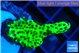 Montipora green 2-3 cm WYSIWYG acclimaté