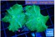 Discosoma green & purple flame 3 polyps WYSIWYG acclimaté