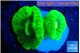 Caulastrea neon green 2-3 cm WYSIWYG acclimaté