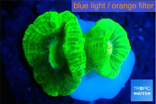 Caulastrea neon green 2-3 cm WYSIWYG acclimaté
