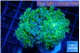 Euphyllia paradivisa green purple 4-6 cm WYSIWYG acclimaté