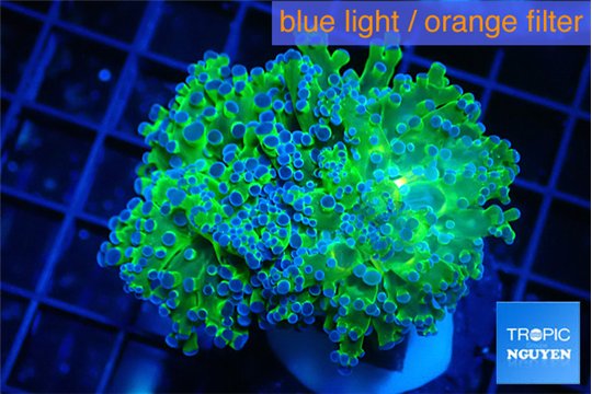 Euphyllia paradivisa green purple 4-6 cm WYSIWYG acclimaté