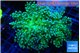 Euphyllia paradivisa green sunset 7-10 cm WYSIWYG acclimaté