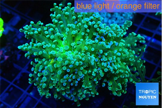 Euphyllia paradivisa green sunset 7-10 cm WYSIWYG acclimaté