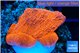 Montipora red cap 2-4 cm WYSIWYG acclimaté