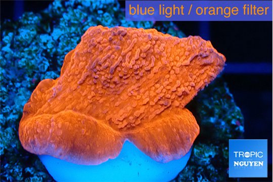 Montipora red cap 2-4 cm WYSIWYG acclimaté