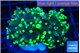 Euphyllia paraancora toxic green 4-6 cm WYSIWYG acclimaté