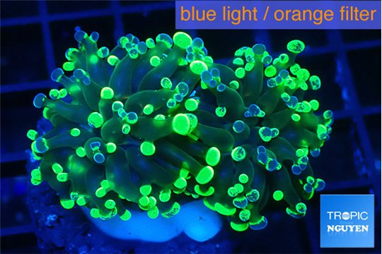 Euphyllia paraancora toxic green 4-6 cm WYSIWYG acclimaté