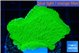 Montipora green cap 3-5 cm WYSIWYG acclimaté