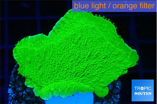Montipora green cap 3-5 cm WYSIWYG acclimaté