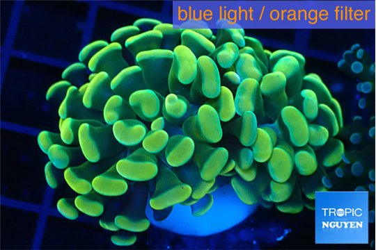 Euphyllia paraancora gold purple 3-5 cm WYSIWYG acclimaté