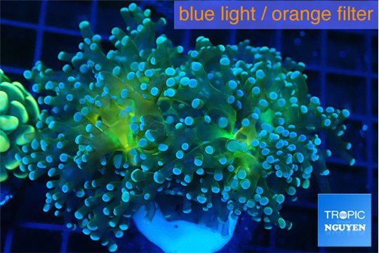 Euphyllia paradivisa green sunset 4-7 cm WYSIWYG acclimaté