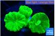 Caulastrea neon green 3-4 cm WYSIWYG acclimaté