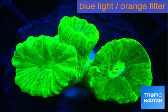 Caulastrea neon green 3-4 cm WYSIWYG acclimaté
