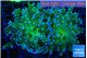 Euphyllia paradivisa green sunset 4-7 cm WYSIWYG acclimaté
