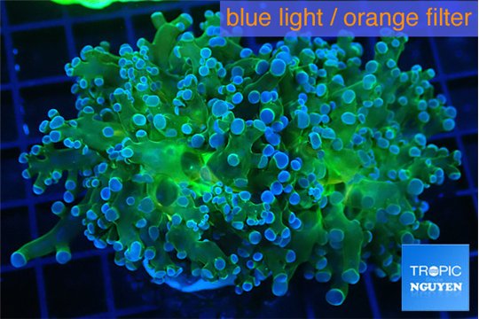 Euphyllia paradivisa green sunset 4-7 cm WYSIWYG acclimaté