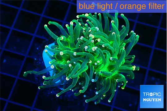 Euphyllia glabrescens green & pink tip 3-6 cm WYSIWYG acclimaté