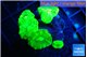 Caulastrea neon green 3-5 cm WYSIWYG acclimaté