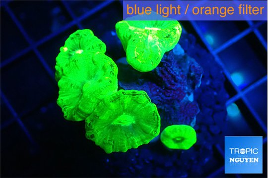 Caulastrea neon green 3-5 cm WYSIWYG acclimaté