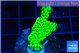 Montipora green 3-4 cm WYSIWYG acclimaté