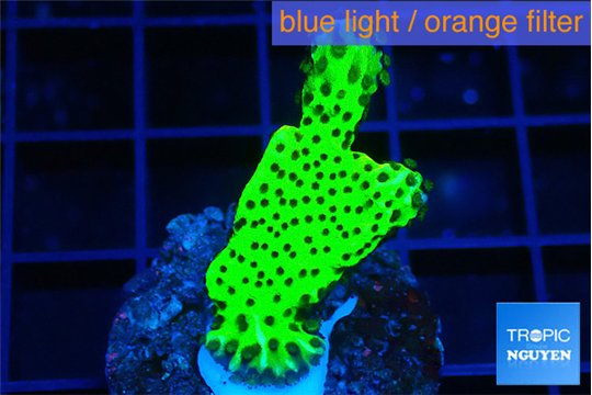 Montipora green 3-4 cm WYSIWYG acclimaté