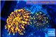 Ricordea yuma red small polyps 2 polyps WYSIWYG acclimaté