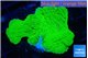 Montipora green cap 3-4 cm WYSIWYG acclimaté