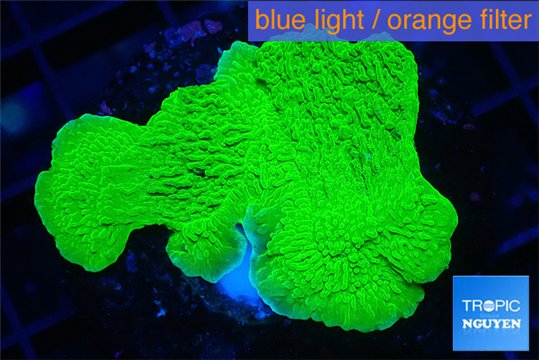 Montipora green cap 3-4 cm WYSIWYG acclimaté