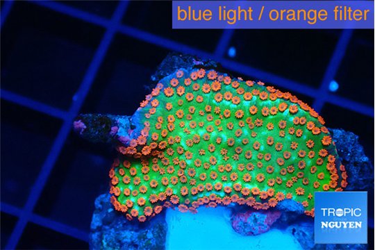 Montipora red fire forest 2-3 cm WYSIWYG acclimaté