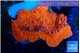 Montipora red cap 3-5 cm WYSIWYG acclimaté