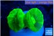 Caulastrea neon green 2-3 cm WYSIWYG acclimaté