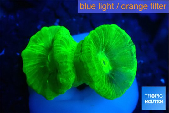 Caulastrea neon green 2-3 cm WYSIWYG acclimaté