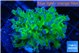 Euphyllia paradivisa green purple 3-6 cm WYSIWYG acclimaté