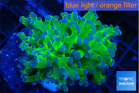 Euphyllia paradivisa green purple 3-6 cm WYSIWYG acclimaté