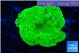 Montipora green 4-5 cm WYSIWYG acclimaté
