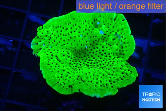 Montipora green 4-5 cm WYSIWYG acclimaté