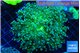 Euphyllia paradivisa green sunset 4-7 cm WYSIWYG acclimaté