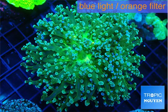 Euphyllia paradivisa green sunset 4-7 cm WYSIWYG acclimaté