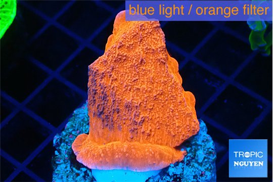 Montipora red cap 3-5 cm WYSIWYG acclimaté