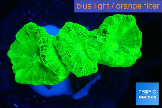 Caulastrea neon green 2-4 cm WYSIWYG acclimaté