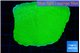 Montipora green cap 5-7 cm WYSIWYG acclimaté