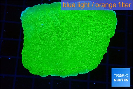 Montipora green cap 5-7 cm WYSIWYG acclimaté