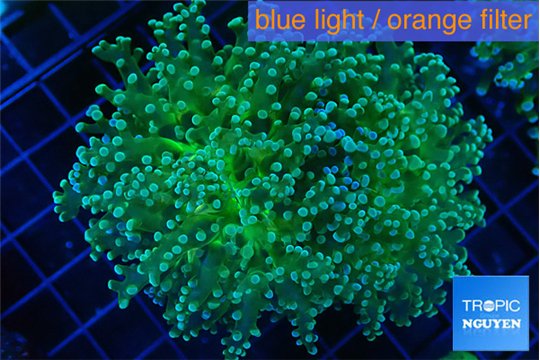 Euphyllia paradivisa green sunset 5-8 cm WYSIWYG acclimaté